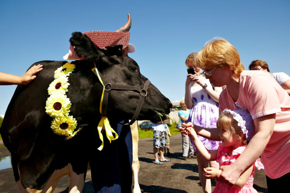 На параде коров в Холмогорах